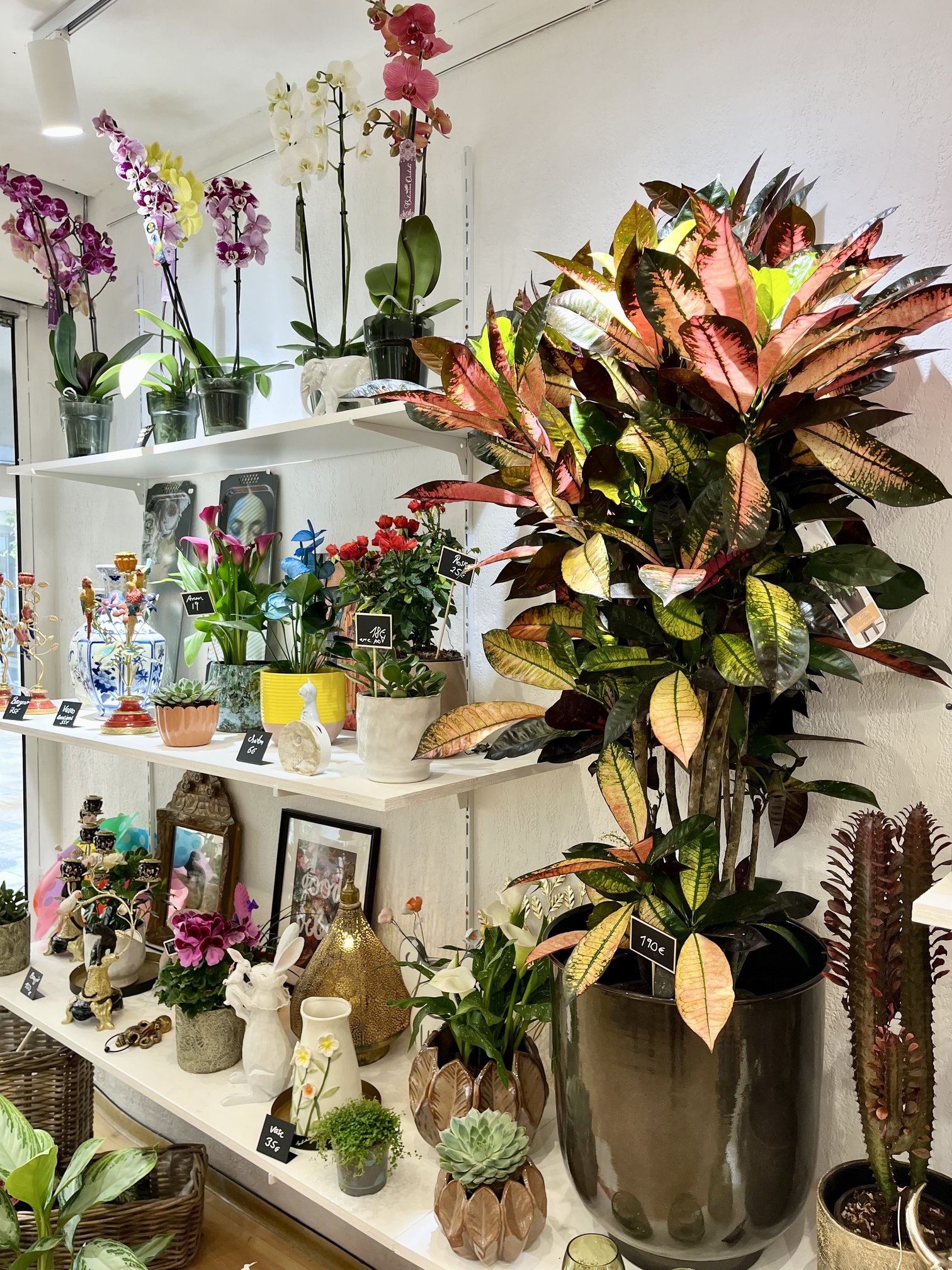 Étagères de la boutique Maluna avec orchidées et plantes artificielles